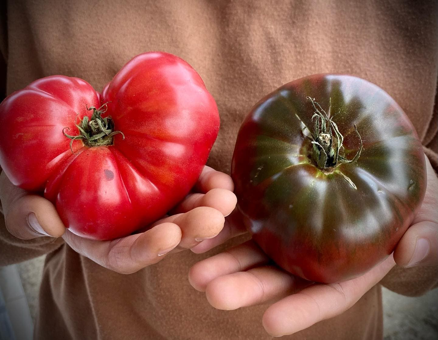 Tomatoes