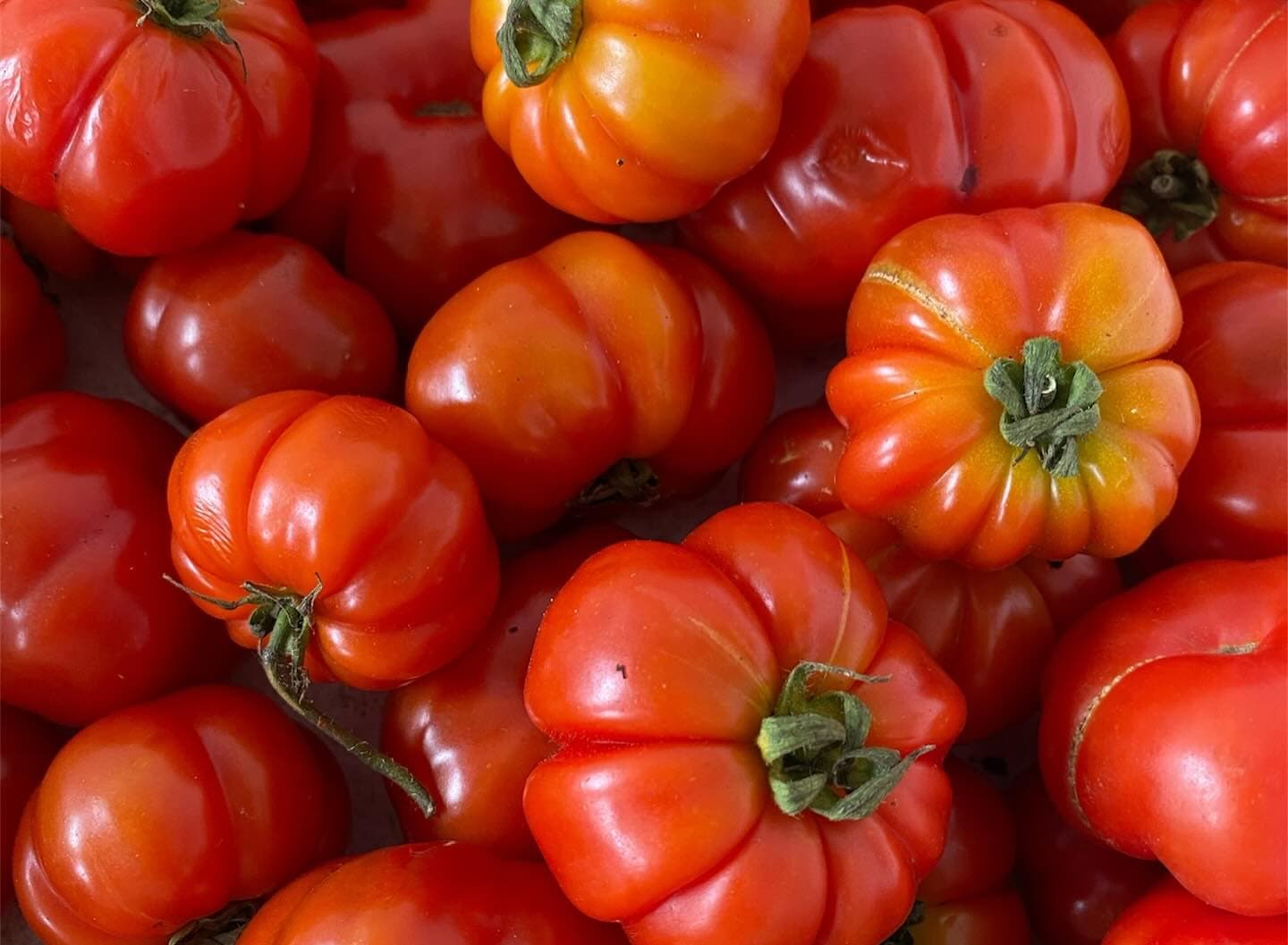Tomatoes