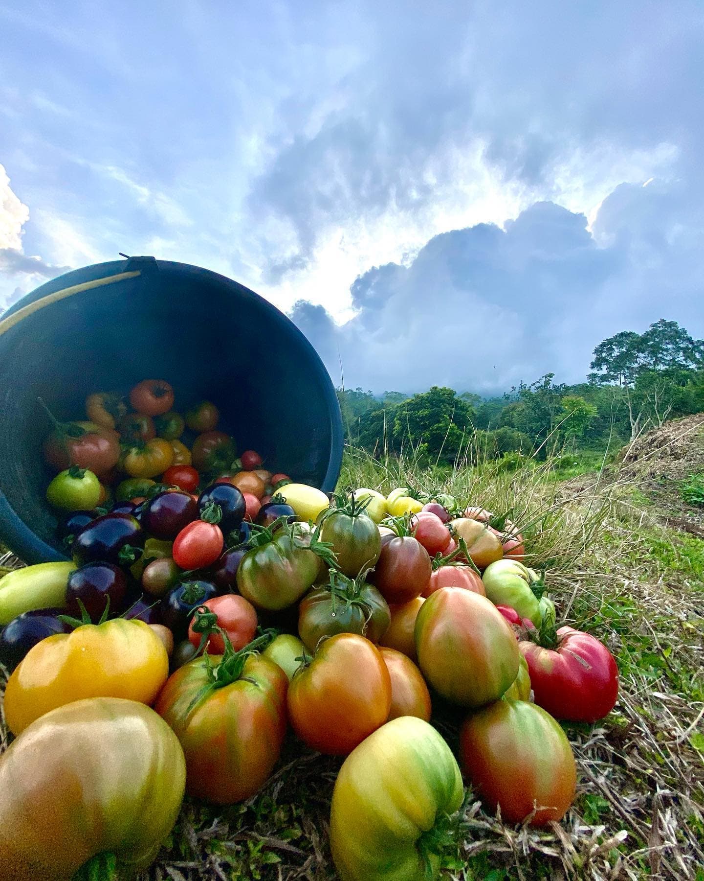 Heirloom tomatoes ripening on the vine