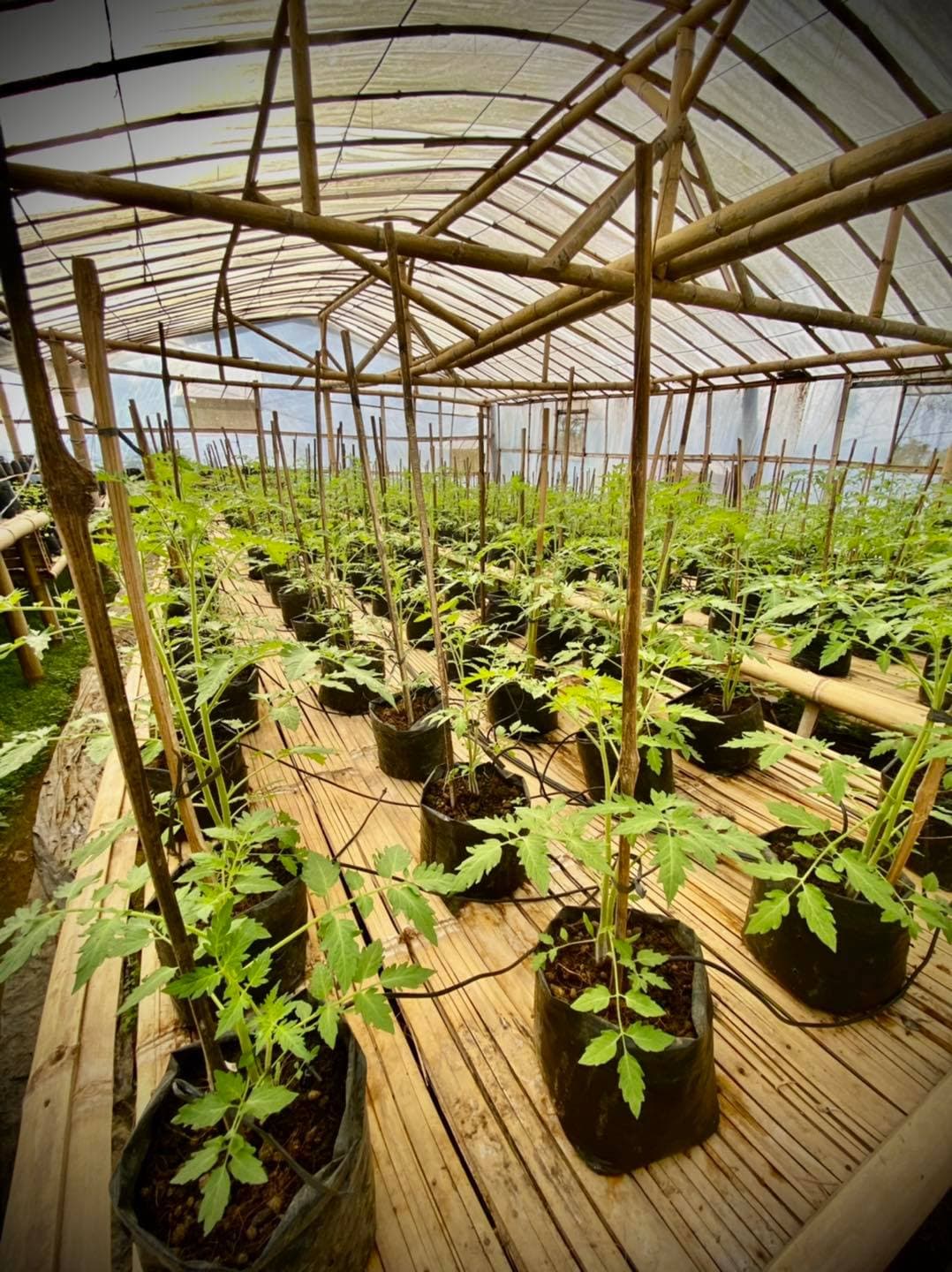Hydroponically raised tomato seedlings