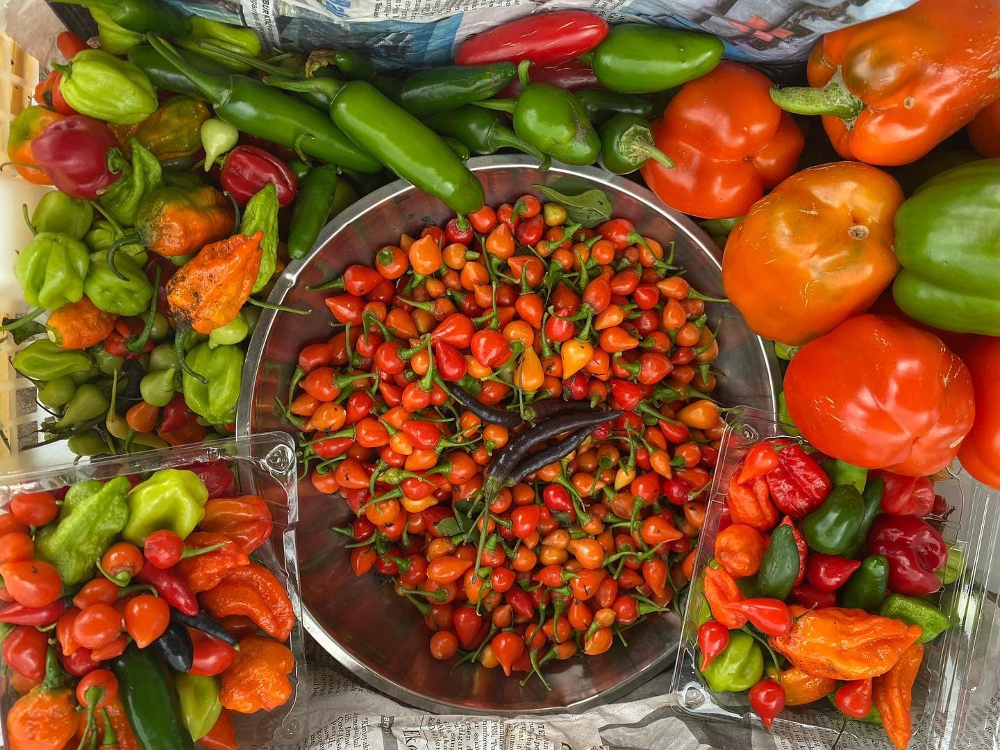 Chilli