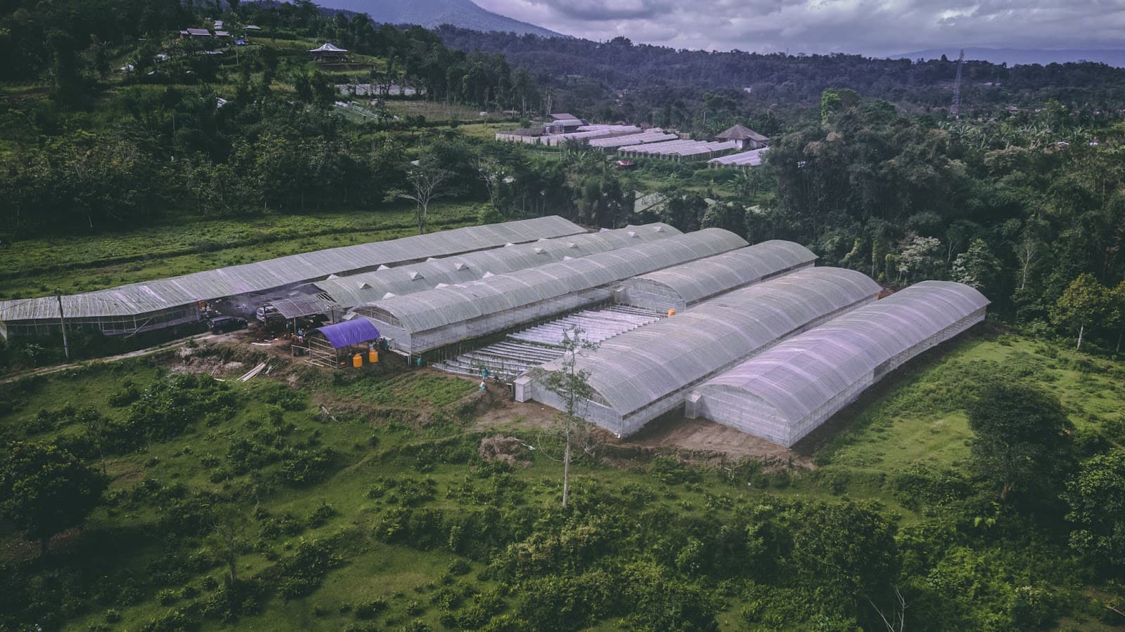 The highland growing terraces of the PuriTomato farm